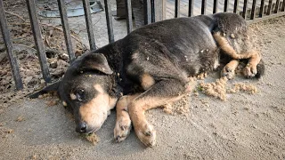 Stray Dog Waited 4 Days For Someone to Stop. Then This Happened