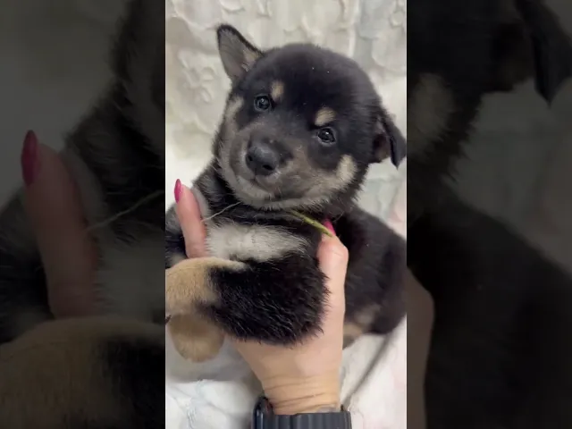 動画