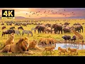 Lagu African Wilds in 4K | Wild Animals and Beautiful Savanna Views with Peaceful Music