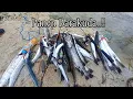 Download Lagu Panen..!! Mancing casting di sarang barakuda.! Ikan di sini tidak ada habisnya.!#mancing#barakuda 