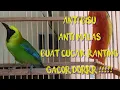 Download Lagu Viral !!! Masteran cucak ranting/Rante cocok untuk bahan agar rajin bunyi dan gacor dorrr!!!!!!