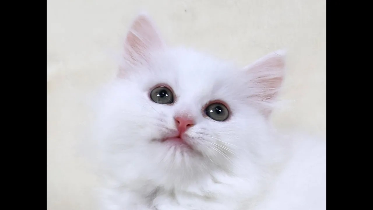 動画