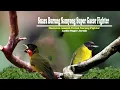 Download Lagu Masteran Suara Burung Samyong gacor Terapi Untuk Pancingan Burung Fighter Dijamin Langsung Gacor
