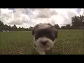Havanese puppies for sale in Florida - Miami
