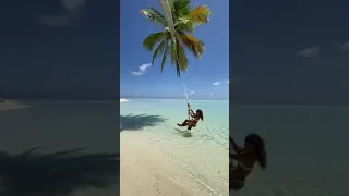 زیباترین درخت نخل دندنها