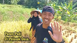 Download Wow..No Gengsi !! A ikmal Bantuin Neng Ati Janda Desa Cantik Panen Padi Di Sawah !! MP3