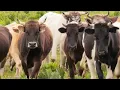 This Is How Fast a Cow Can Run Compared to Race Horses Buffalo and People