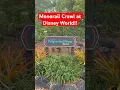 Disney World Blackout Hack The Ultimate Magic Kingdom Monorail Crawl No Park Ticket Needed