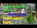Download Lagu Cucak ijo kepala kuning muda gacor