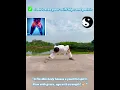 Taoist Taichi MASSAGES Your Body From The Inside Out