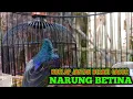 Download Lagu kolibri kelapa | manggar | wiceh | korlap jantan birahi gacor narung betina