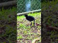 Download Lagu White Breasted waterhen #nature #birds
