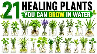 21 Healing Plants You Can Grow in a Cup of Water