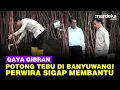 Download Lagu Gaya Wapres Gibran Potong Tebu di Banyuwangi, Perwira Polisi Sigap Membantu