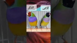 الفرق بين الذكر و الانثى في طائر الكولدن فنش 