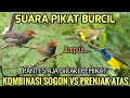 Lagu Suara pikat sogon vs prenjak atas paling dicari pemikat karna terbukti ampuh#pikatburung 