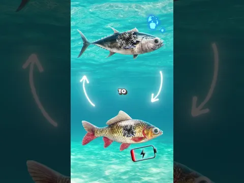 🐟Как рыбы спят? #shorts