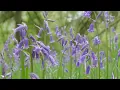 Hay fever hits early as tree pollen levels very high UK 2026