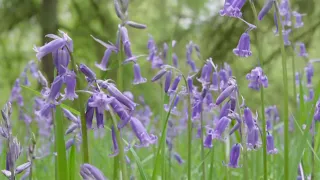 Hay fever hits early as tree pollen levels very high UK 2026