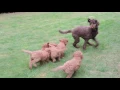 Waffles playing with Lacey s puppies