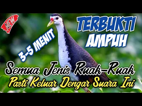 Download MP3 Pikat ruak ruak paling ampuh