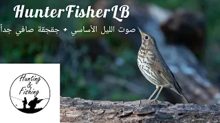صوت السمن لصيد الليل جقجقة Song Thrush Night Sound Hunting Birds Thrush Nighthunting 