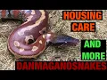 Episode 64 All things blood python Care feeding housing and well all things