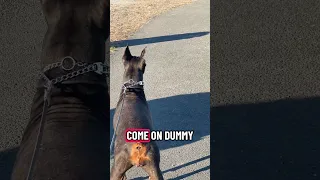 This cold/flu is kicking my backside . #fyp #dream #doberman #pets #youtube