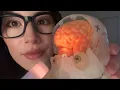 asmr lobotomist makes you nonvocal