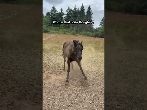 Horse Makes Crazy Sound While Getting Up From Nap