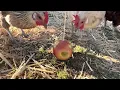 Chickens Eating an Apple