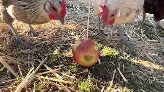 Chickens Eating an Apple