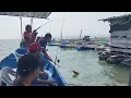 Download Lagu 19/08/2025 Trip Mancing at Sangkar Sungai Udang Penang