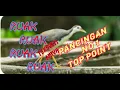 Download Lagu ☑️suara ruak ruak rawa...buktikan keampuhan suara ruak pancingan no 1 the best top point...