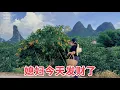 Download Lagu 村花媳妇今天发财了！发现全村都是金黄色的小果子，卖了三百元