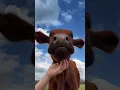 Download Lagu Happy cows#animals #fyp#funny#foryou #viral#viralvideo #shorts#usa