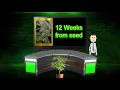 Top 20 cookie cannabis strains