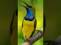 Lagu Pure Natural Sunbird Song | Calm Tropical Bird Sounds