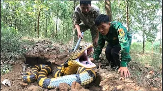 OMG! A nest of highly venomous, strange snakes was discovered coiled up beneath a mound of earth.