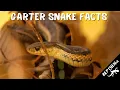Discover Surprising Facts And Information About Garter Snakes