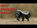 What Makes Honey Badgers So Aggressive