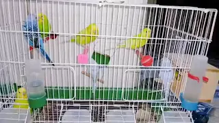 شوف العصافير الأسترالي وهما بيلعبوا ويغنوا والأنثى بتحضن البيض لحظات نادرة 