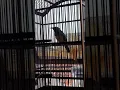 Cucak cungkok Nembak Extrem