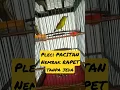 Download Lagu pleci PACITAN Nembak RAPET tanpa Jeda #shorts