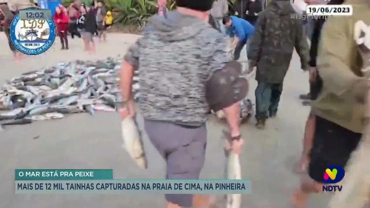 Mais de 12 mil tainhas capturadas na Praia de Cima, em Palhoça