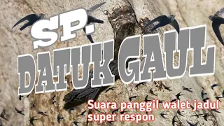 Download SP.DATUK GAUL _ suara panggil walet jadul super respon MP3