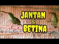 Lagu CARA membedakan BURUNG  PIJANTUNG GUNUNG JANTAN DAN BETINA