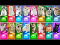 Download Lagu ALL CUTE CATS PT.2 - IMAGINE DRAGONS - WAKA WAKA - BTS - BLACKPINK - SAVAGE LOVE- MAROON 5 TILES HOP