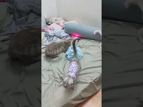 Baby cats - Funny Cat Reaction 😹