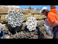 Living Seawall comes to life